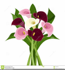 Clipart Calla Lily Flower Image