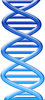 Free Clipart Dna Double Helix Image