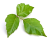 Clipart Poison Oak Image