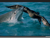 Tiger Sharks Eating Image