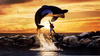 Free Willy Jumping Image