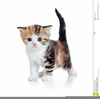 Congratulations Kitten Image