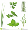 Chives Clipart Image