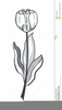 Tulips Clipart Black And White Image