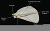 Cat Scapula Labeled Image