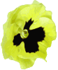 Flower 3 Clip Art