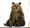 Brown Bear Black And White Clipart Image