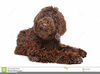 Brown Australian Labradoodle Image