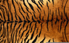 Tiger Pelt Meaning Image