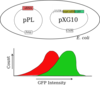 2-plasmid Diagram Clip Art