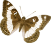 Butterfly Clip Art