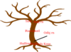 Family Tree No Names Clip Art