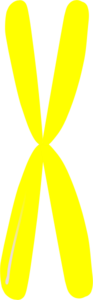 Yellow Chromosome Clip Art