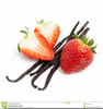 Free Clipart Vanilla Beans Image