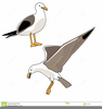 Clipart Seagulls Flying Image