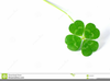 Free Clipart Of Leaf Clover Image
