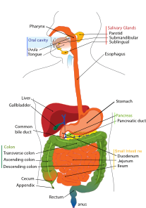Digestive System Diagram En Clip Art at Clker.com - vector clip art