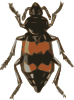 Spotted Sexton Beetle Clip Art