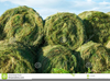 Silage Clipart Image