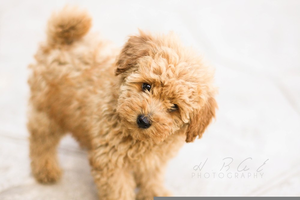 Poodle Puppies Image