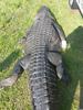 Dare County Alligator Image