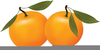 Cartoon Oranges Clipart Image