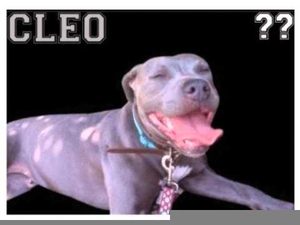 Bill Burr Cleo Image