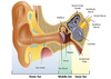 Ear The Organ Of Hearing And Balance Clipart Image
