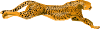 Ha Flosse Leopard Cheetah Clip Art