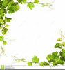 Vines Leaves Clipart Image