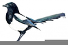Clipart Australian Magpie Image