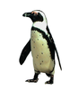 Jackasspenguin Image