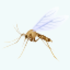Mosquito Icon Image