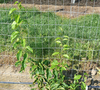 Kiwi Vine Trellis Image