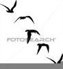 Clipart Of Seagulls Image