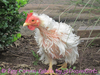 Molting Chickens Image