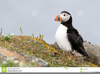Puffin Fish Clipart Image