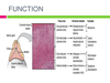 Adrenal Gland Layers Image