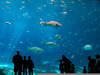 Georgia Aquarium Clipart Image