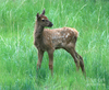 Baby Elk Picture Image