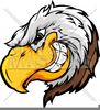 Philadelphia Eagle Head Clipart Image