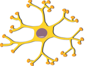 Neuron Interneuron Clip Art