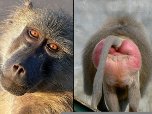 Привет я бабуин я как человек. Бабуин. Голова бабуина. Недовольный Бабуин. Рожа бабуина.