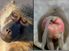 Ugly Baboons Image