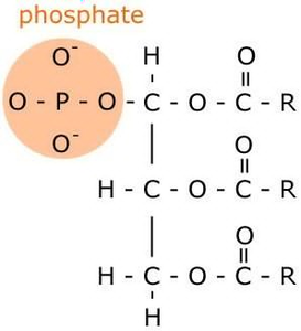 Phospholipid Diagram Simple | Free Images at Clker.com - vector clip