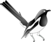 Oriental Magpie Robin Clip Art