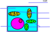 Basic Plant Cell Unlabeled Clip Art