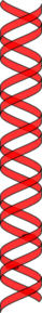 Vertical Double Helix Red Clip Art