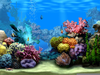 Marine Quarium Fish Clipart Image