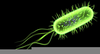 Escherichia Coli Image